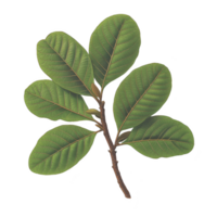 branch with six vibrant green leaves is displayed against plain background, showcasing detailed veins and natural texture. leaves are arranged symmetrically, creating harmonious and organic png