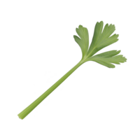 single fresh parsley leaf with vibrant green color, isolated on transparency background, showcasing its detailed texture and natural beauty png