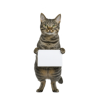 standing tabby cat holds blank white sign, looking directly at viewer with curious expression. cat fur is striped, and it stands on its hind legs, creating humorous and engaging scene png