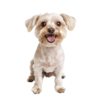 small, fluffy dog with happy expression sits facing forward, showcasing its light colored fur and playful demeanor. dog ears are perked up, and its tongue is out, adding to its cheerful appearance png
