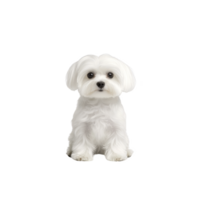 cute Maltese dog with fluffy white fur sits against plain background, looking directly at camera with adorable expression. dog small size and gentle demeanor make it ideal companion png