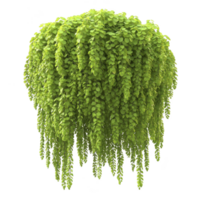 lush, cascading green plant with small, vibrant leaves creates lively and refreshing atmosphere. dense foliage and trailing vines add touch of nature beauty to any space png