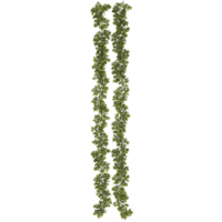 Two vertical strands of lush green ivy vines with small leaves create natural and organic appearance, perfect for decorating or adding greenery to space png