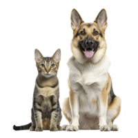 cheerful German Shepherd dog and curious tabby cat sit side by side, showcasing delightful contrast in size and expression. dog appears friendly and alert, while cat looks inquisitive png