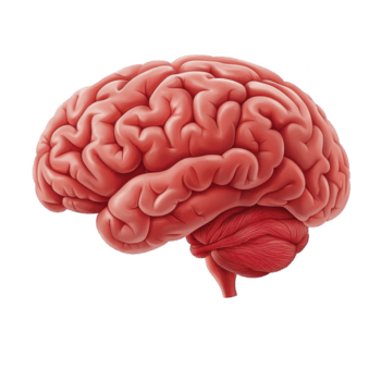 dettagliato illustrazione di umano cervello in mostra suo intricato struttura e complessità, evidenziazione cerebrale corteccia e cervelletto. Immagine sottolinea cervello ruolo nel cognizione e coordinazione png