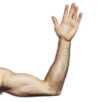raised human arm with visible muscles and hair, isolated on transparency background, conveys sense of strength and openness. hand is open, fingers slightly spread png