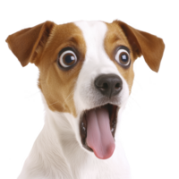 surprised dog with wide eyes and open mouth, showing playful and humorous expression. dog has white and brown coat, with floppy ears and pink tongue png