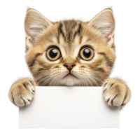 cute tabby kitten with big eyes holds blank white sign, looking curious and playful. kitten fur is striped, and its paws are gently gripping sign, creating adorable scene png