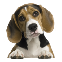 cute beagle puppy with curious expression, tilting its head slightly. dog floppy ears and soulful eyes add to its adorable appearance png