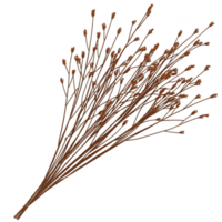 delicate bundle of dried brown flowers with slender stems, creating rustic and natural aesthetic. arrangement is simple yet elegant, perfect for home decor or craft projects png