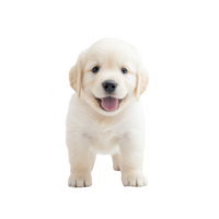 cute golden retriever puppy stands joyfully against transparency background, showcasing its fluffy fur and playful demeanor. puppy bright eyes and wagging tail add to its charm png