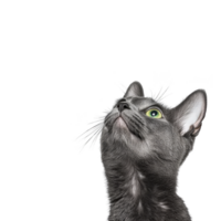 curious gray cat with striking green eyes looks upward against plain background, showcasing its sleek fur and attentive expression png