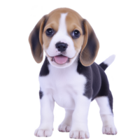cute beagle puppy stands with joyful expression, showcasing its tricolor coat of brown, black, and white. puppy floppy ears and bright eyes add to its adorable charm png