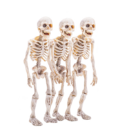 Three human skeletons stand side by side, showcasing detailed bone structures. skeletal figures are positioned row, each with slightly different posture, creating dynamic and eerie visual effect png