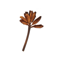 dried brown seed pod with multiple elongated sections is displayed against plain background, showcasing its natural texture and organic form png
