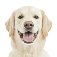 happy Golden Retriever with joyful expression, showcasing its friendly nature and fluffy fur. dog tongue is out, adding to its playful demeanor png