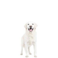 happy golden retriever stands facing forward, showcasing its fluffy white coat and friendly demeanor. dog joyful expression and wagging tail convey sense of warmth and companionship png