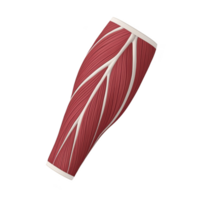 detailed 3D illustration of human calf muscle, showcasing intricate muscle fibers and structure, isolated on transparency background png