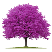 vibrant pink tree in full bloom stands alone on small patch of green grass, showcasing its lush foliage against clear background. tree vivid color creates striking contrast png