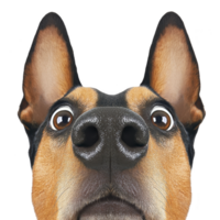 close up of curious dog face with large eyes and ears, showcasing its expressive features. dog nose is prominently in foreground, creating humorous and engaging perspective png