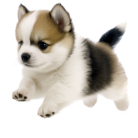 cute, fluffy puppy with tricolor coat is playfully running forward, showcasing its small size and adorable expression. puppy fur is mix of white, brown, and black, adding to its charm png