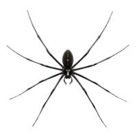 detailed illustration of black spider with long legs and distinctive body pattern, set against transparency background. spider intricate design and symmetry are highlighted, evoking sense png