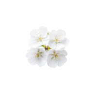Four delicate white flowers with soft petals and yellow stamens are arranged in symmetrical pattern against transparency background, creating striking contrast png