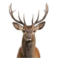 majestic deer with large antlers stands facing forward, showcasing its impressive and symmetrical antler structure. deer alert expression and detailed fur texture are captured beautifully png
