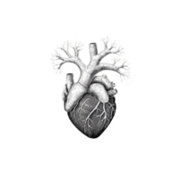 detailed illustration of human heart with tree like branches extending from arteries, symbolizing growth and life. monochrome design creates striking contrast against transparency background png