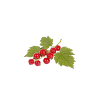 cluster of vibrant red currants with lush green leaves, showcasing their glossy texture and fresh appearance. berries are small, round, and arranged in natural, appealing manner png