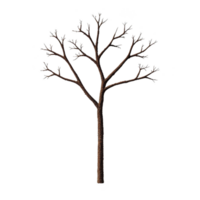bare tree with intricate branches stands against plain background, showcasing its natural structure and simplicity. absence of leaves highlights tree delicate form png