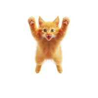 playful orange kitten with paws raised in excitement, showcasing its fluffy fur and bright eyes against transparency background. joyful expression adds sense of fun and energy png