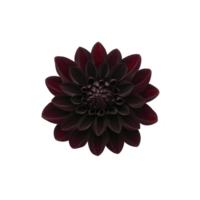 dark, dramatic dahlia flower with deep red petals is centered against transparency background, creating striking and elegant contrast. intricate petal arrangement adds to its captivating beauty png