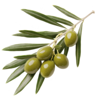 branch of fresh green olives with glossy leaves, showcasing their natural texture and vibrant color. Perfect for culinary and health related themes png