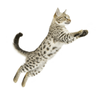 spotted cat with sleek coat is leaping gracefully through air, showcasing its agility and strength. feline focused expression and extended limbs highlight its dynamic movement png