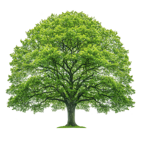 lush, vibrant green tree with full canopy and intricate branches stands against transparency background, symbolizing nature and growth png