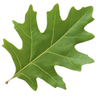 vibrant green oak leaf with detailed veins and smooth texture, showcasing nature intricate design. leaf lobed shape is characteristic of oak trees, symbolizing strength and endurance png