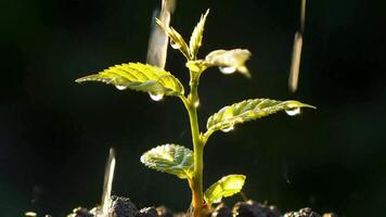 Close up of a young plant with water droplets on its leaves against a dark background in soft light video