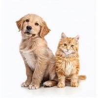 Adorable Golden Retriever Puppy and Fluffy Ginger Kitten Sitting Together Studio Shot photo