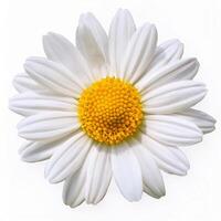 A Close Up View of a Single Exquisite White Daisy Flower with a Bright Yellow Center photo