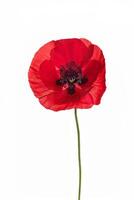 Single Red Poppy Flower Isolated on White Background Botanical photo