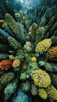 Vibrant canopy of trees in a diverse forest during early autumn showcasing rich colors and textures photo