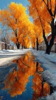 Vibrant autumn trees reflect on a snowy street during a sunny day in a quiet neighborhood photo