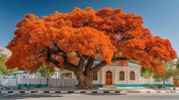 Vibrant orange tree stands majestically near bright blue house in a sunny location photo