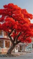 Vibrant red tree contrasts with traditional buildings in a quiet street during sunset photo