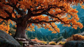 Majestic autumn tree with vibrant orange leaves in a serene forest landscape during midday photo