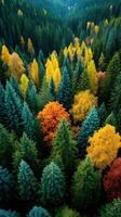 Colorful autumn forest landscape showcases vibrant foliage and diverse tree species from an aerial perspective photo