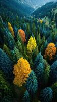Vibrant autumn foliage contrasts with evergreen trees in a mountainous forest landscape at sunrise photo