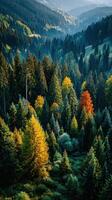Vibrant autumn trees decorate a mountainous forest landscape during golden hour light photo