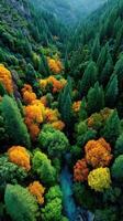 Vibrant autumn foliage contrasts with lush evergreens in serene forest valley during golden hour photo